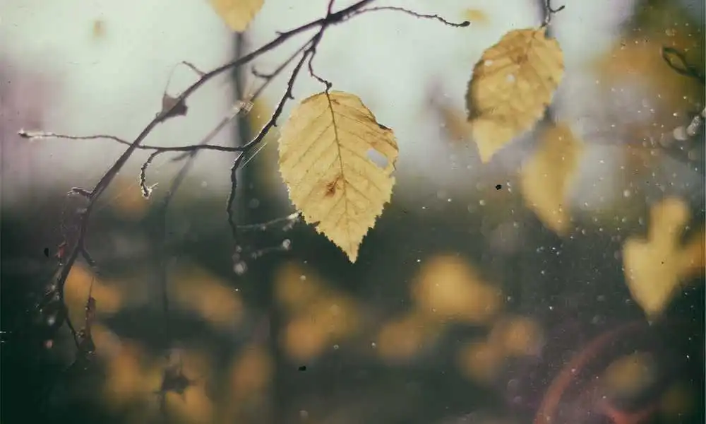 上海首秀！Pierre Péters 单一园晚除渣时间切片实验：同一风土，十年陈酿的终极风味对决