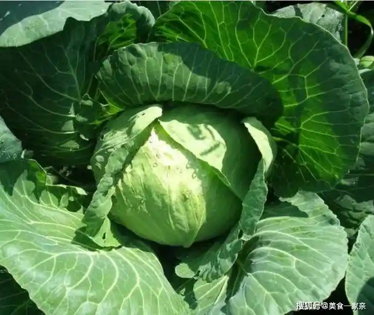 这4种垃圾食品你中招了吗？最后一种几乎人人都爱