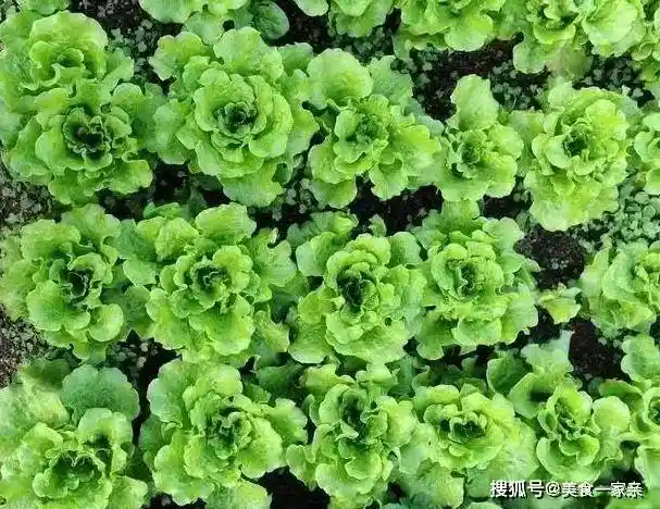 营养新宠！孩子爱吃的超级食物比饺子包子更简单，少生病更健康