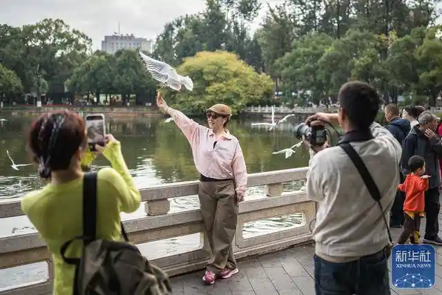 初冬春城迎客来：翠湖公园游客如织