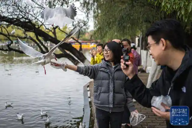 初冬春城惊艳亮相：翠湖公园游客如潮，王冠森镜头下的昆明之美
